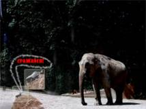 "Великий и могучий" навозный жук